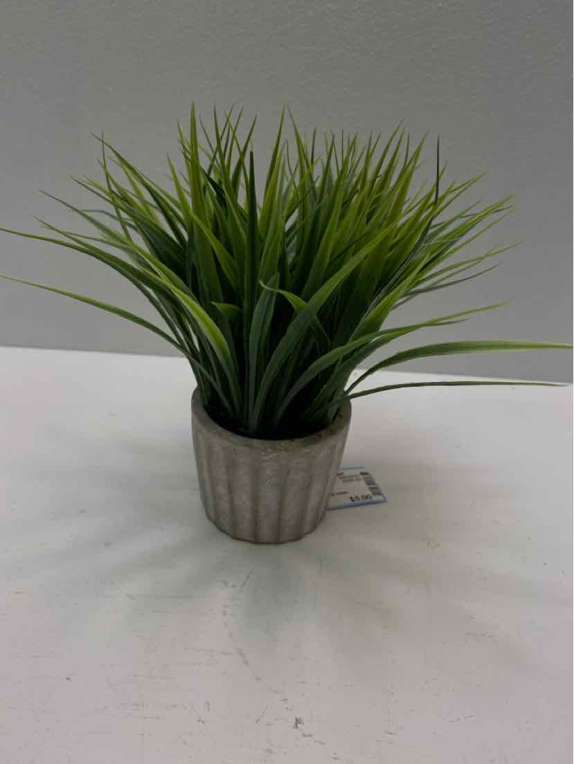 plant