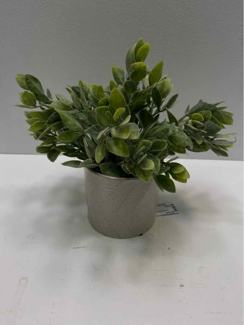 plant