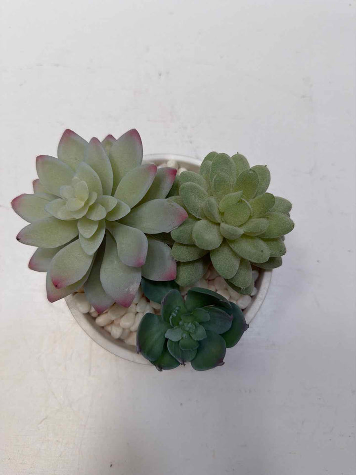 mikasa plant